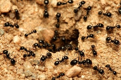 VÍDEO BLOG #Minuto92 Época de hormigas en la UD Almería, por Víctor